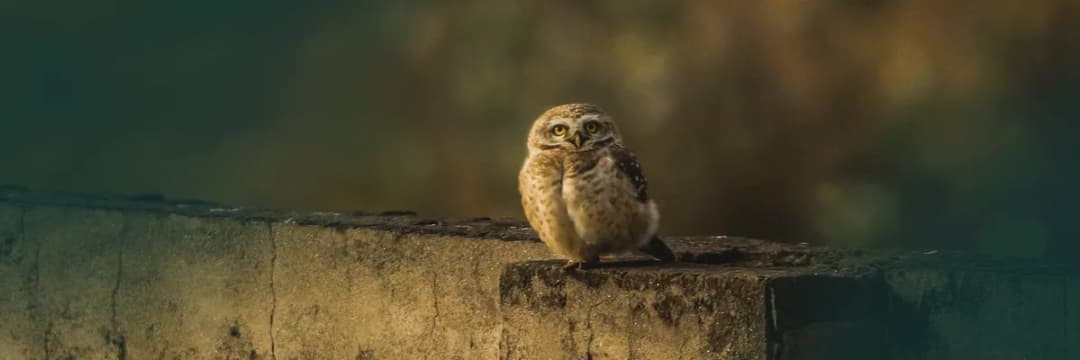 Sowa na prezent co oznacza? Odkryj jej głębokie znaczenie i symbolikę