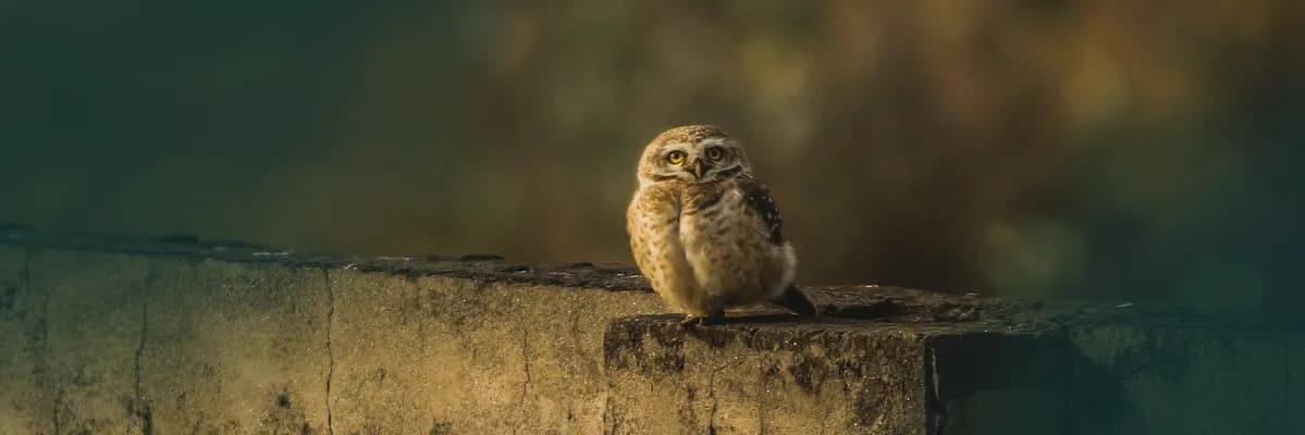 Sowa na prezent co oznacza? Odkryj jej głębokie znaczenie i symbolikę