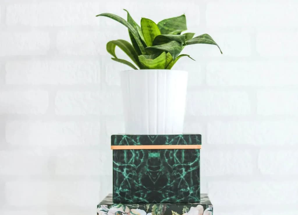 Jakie kwiaty na prezent? Najlepsze rośliny, które zachwycą każdego